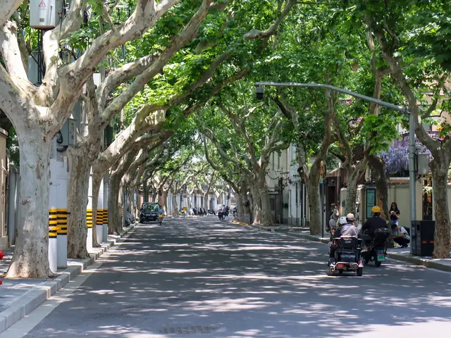A plane-tree-lined street in Shanghai, the kind the coffee-street walks run along