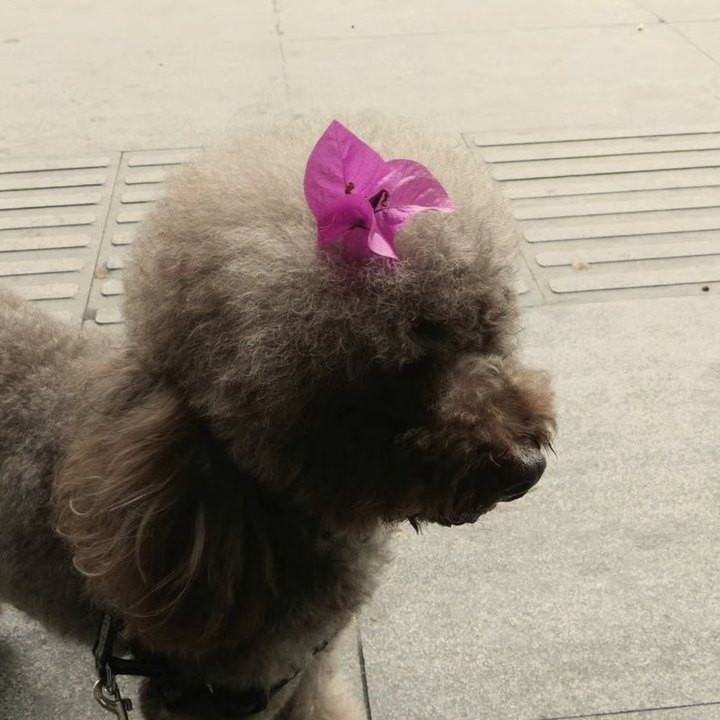 Terry, our senior Poodle